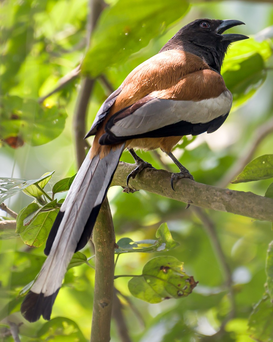 Rufous Treepie - ML619569321