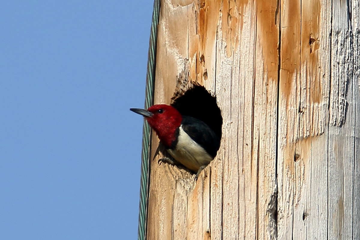 Red-headed Woodpecker - John Manger