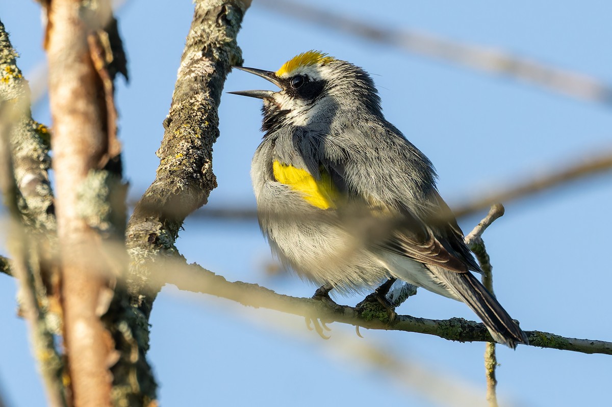 Golden-winged Warbler - Kyle Blaney