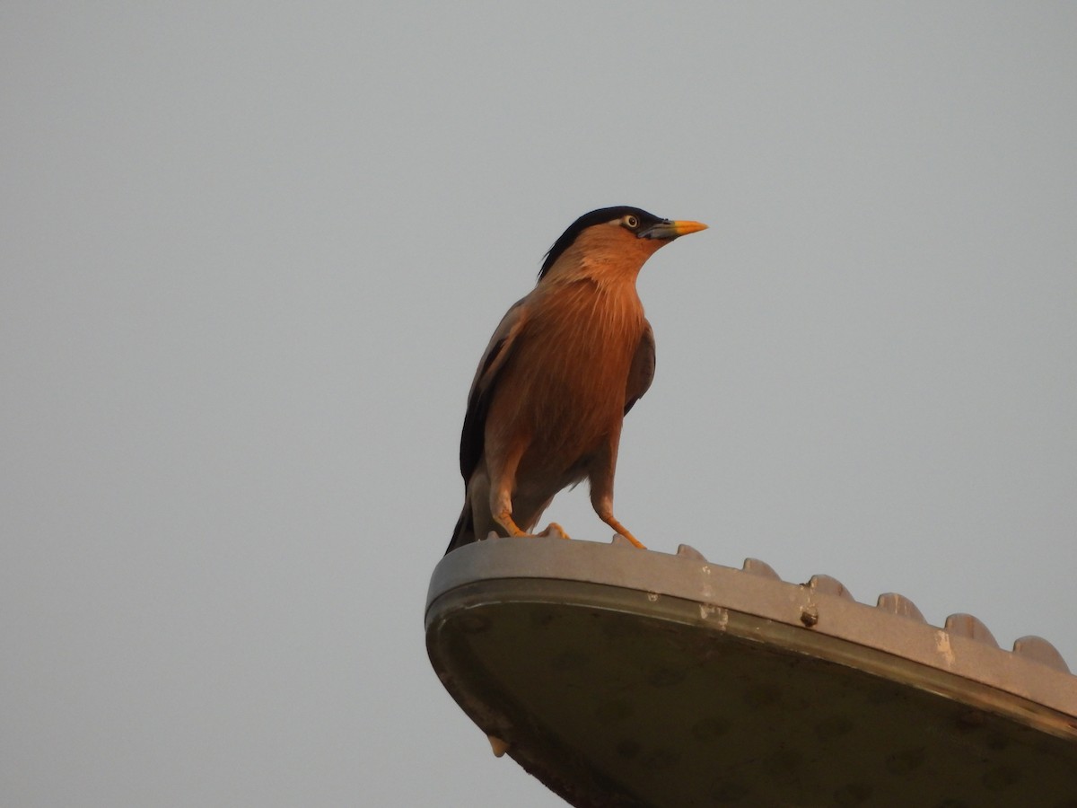 Brahminy Starling - Prof Chandan Singh Dalawat