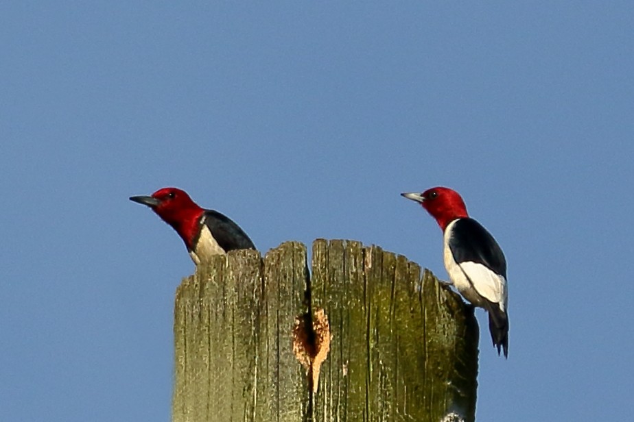 Red-headed Woodpecker - John Manger