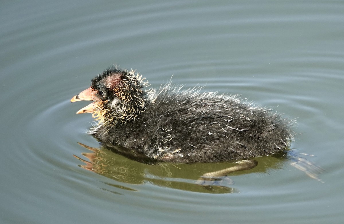 American Coot - ML619569338