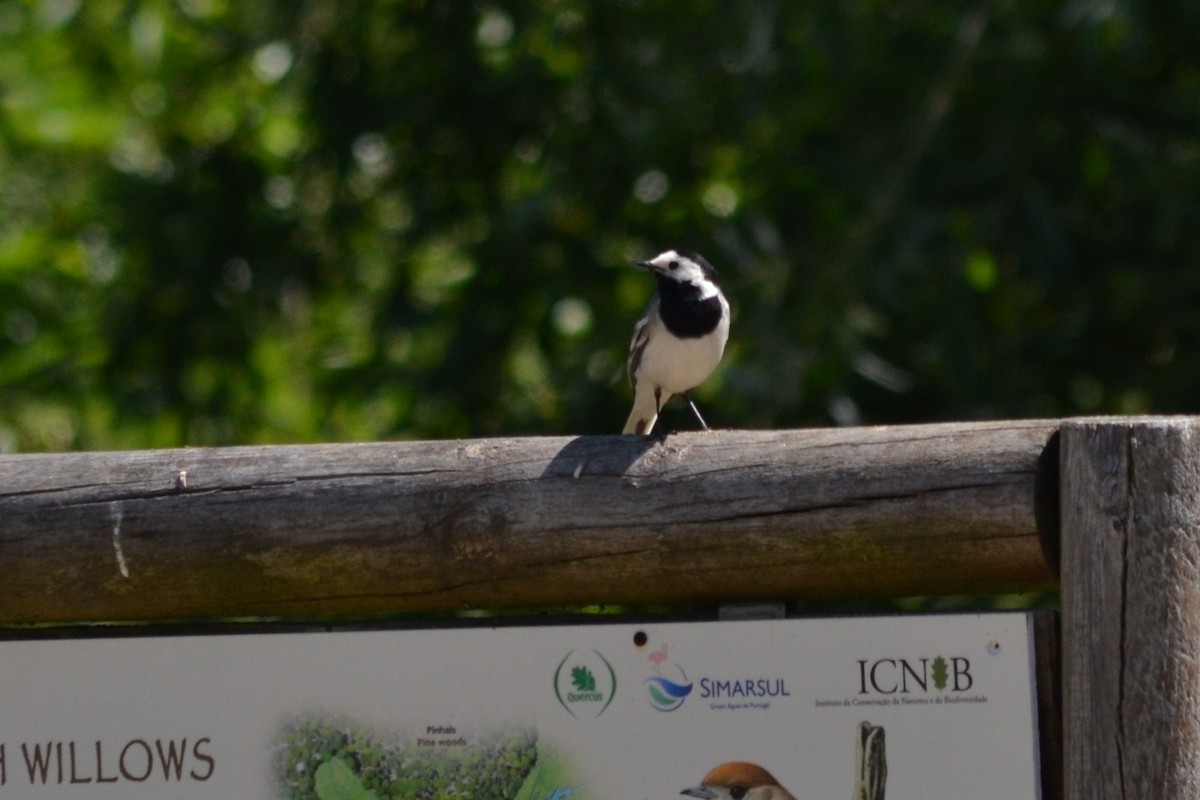 White Wagtail - Paulo  Roncon