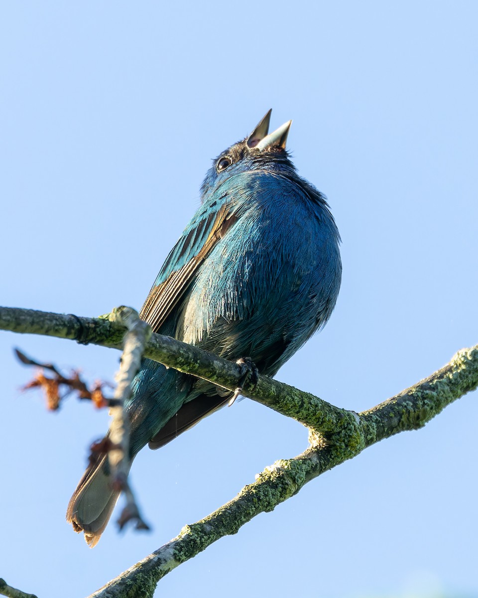 Indigo Bunting - ML619569345