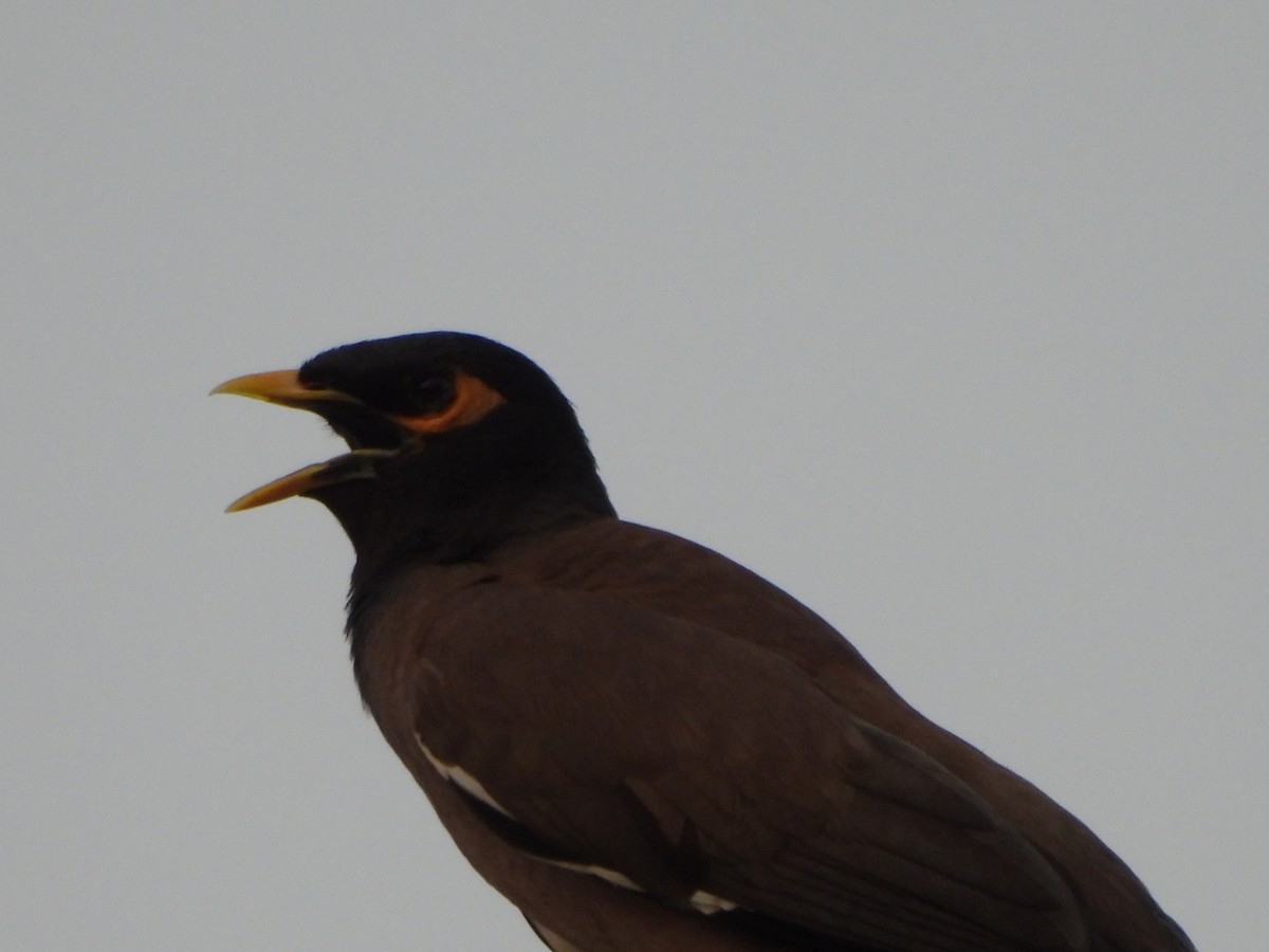 Common Myna - Prof Chandan Singh Dalawat