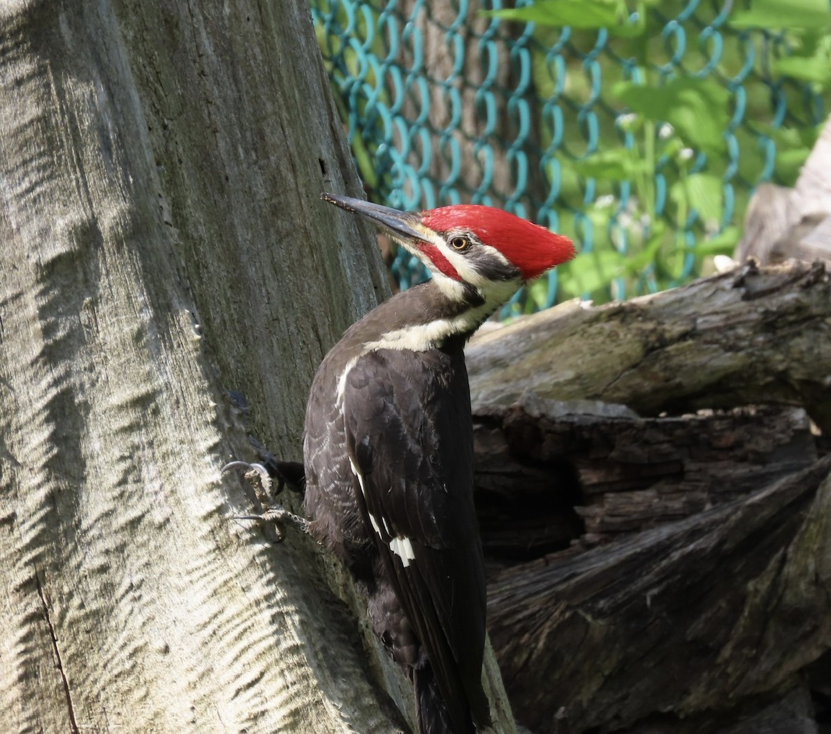 Pileated Woodpecker - Emily Dunning