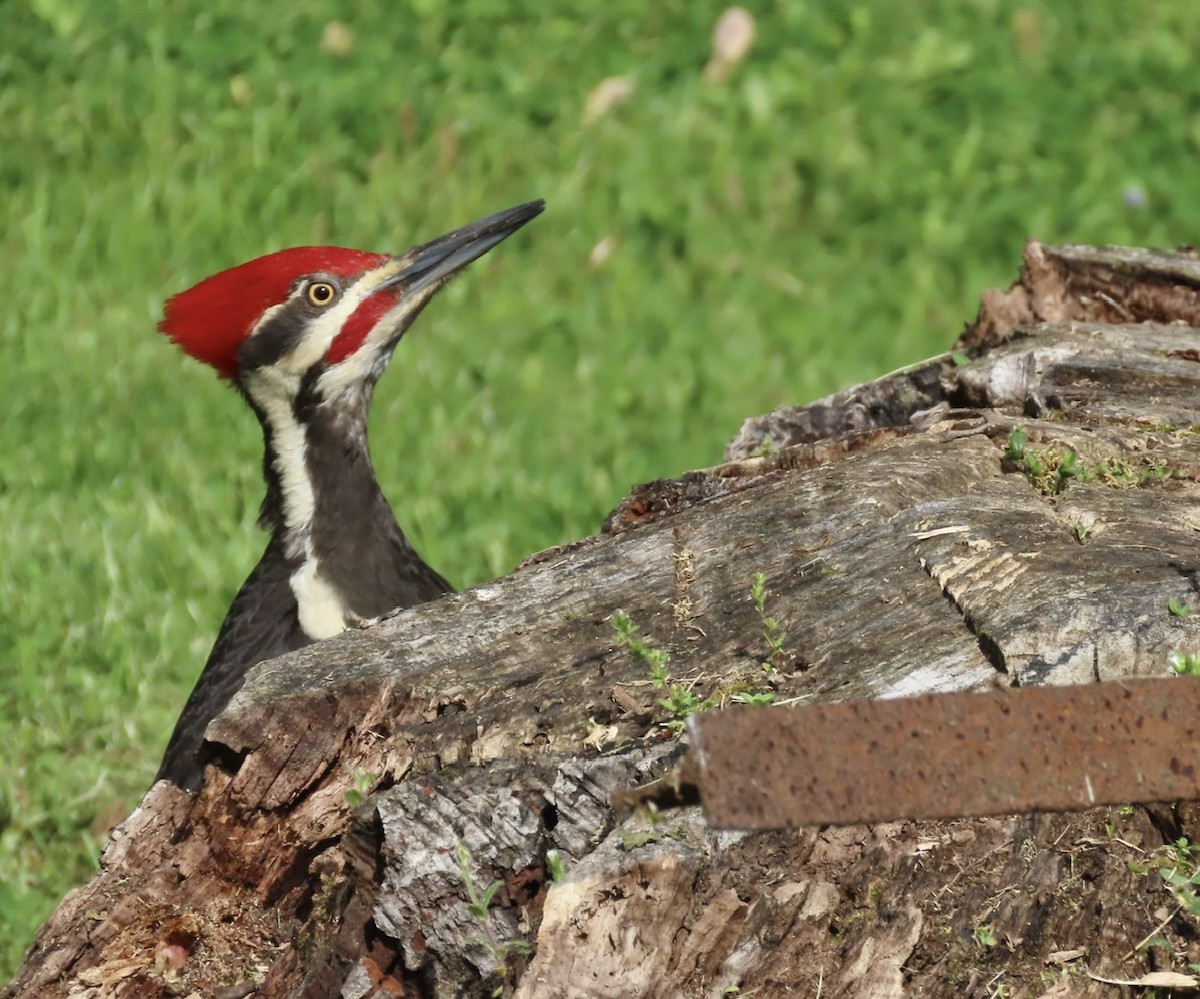 Pileated Woodpecker - Emily Dunning