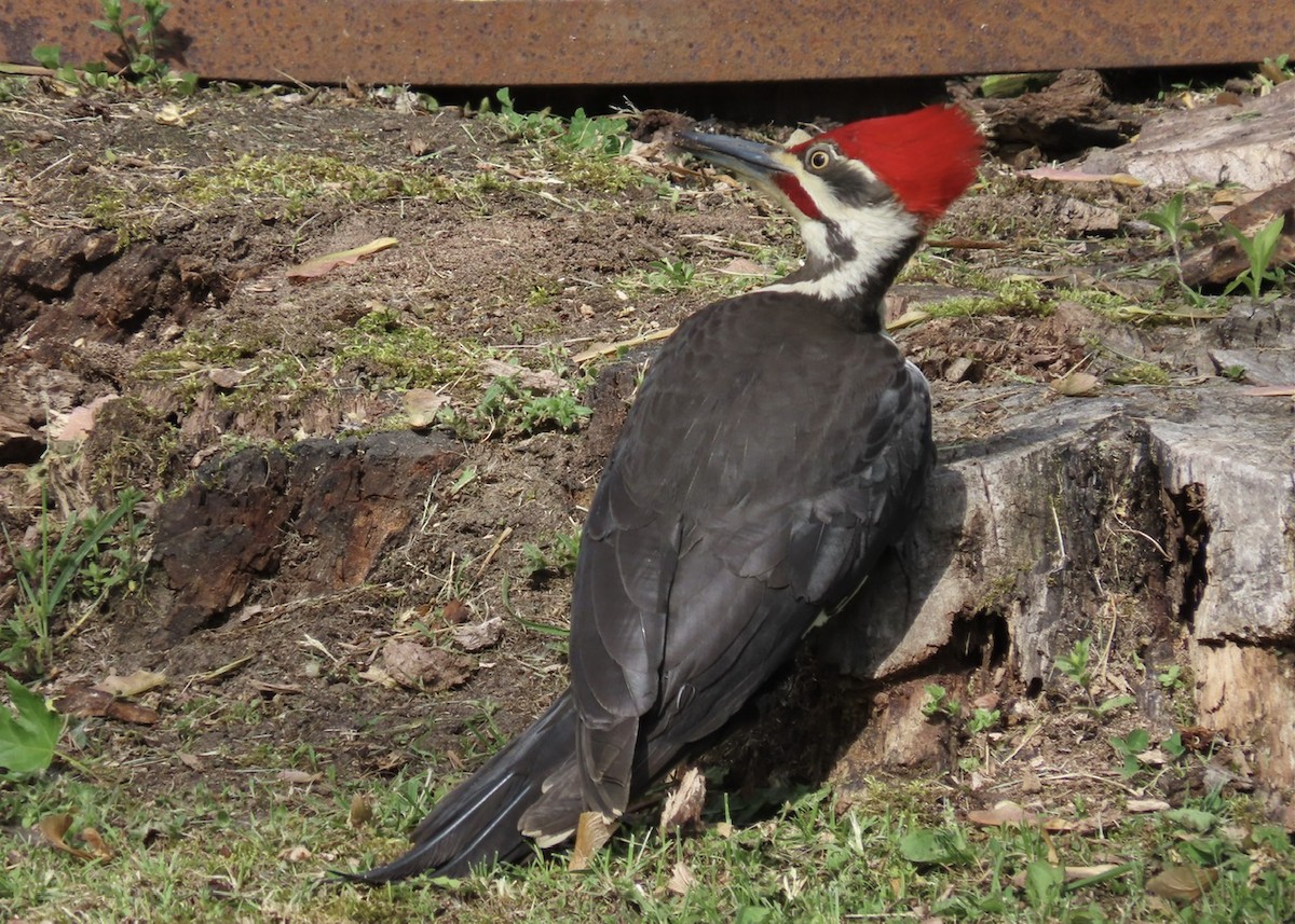 Pileated Woodpecker - Emily Dunning