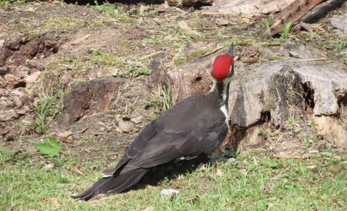 Pileated Woodpecker - Emily Dunning