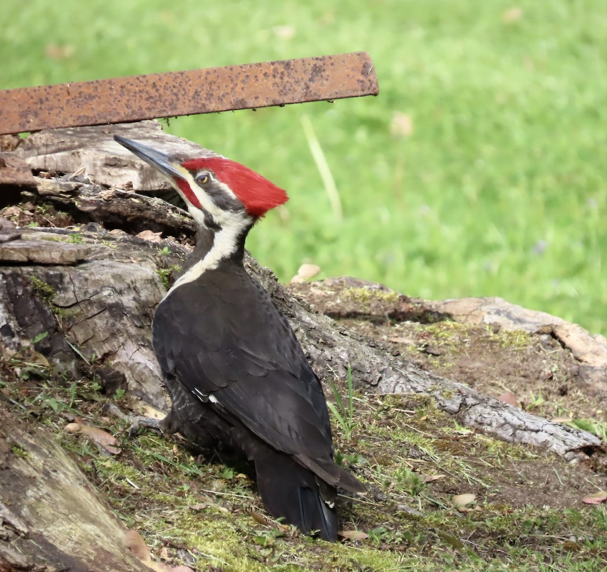 Pileated Woodpecker - Emily Dunning