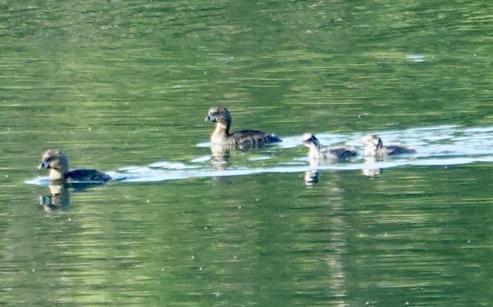 Pied-billed Grebe - Jolene Cortright