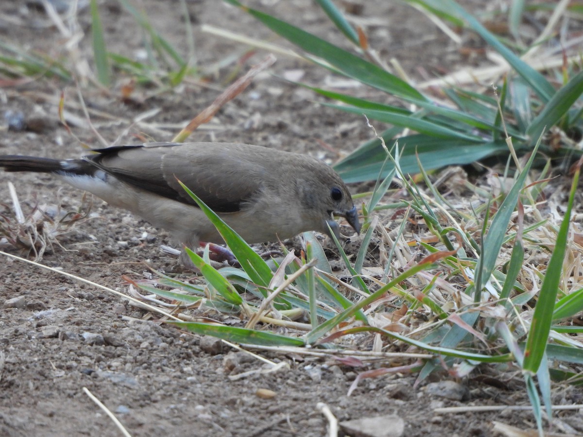 Indian Silverbill - Prof Chandan Singh Dalawat