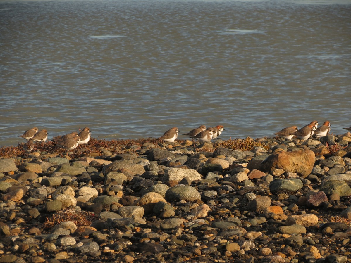 Two-banded Plover - ML619569363