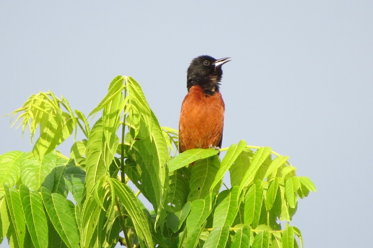 Orchard Oriole - ML619569368