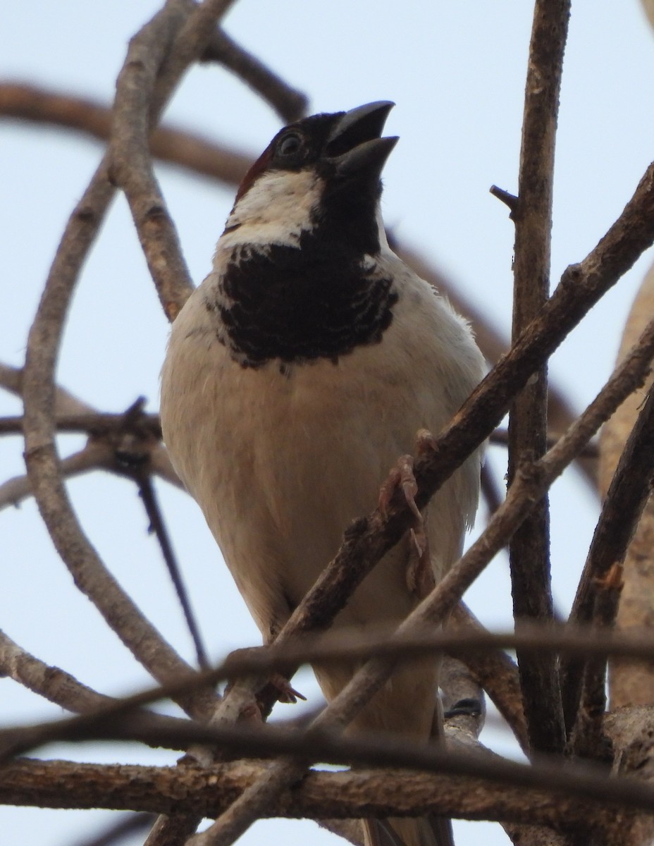 House Sparrow - Prof Chandan Singh Dalawat