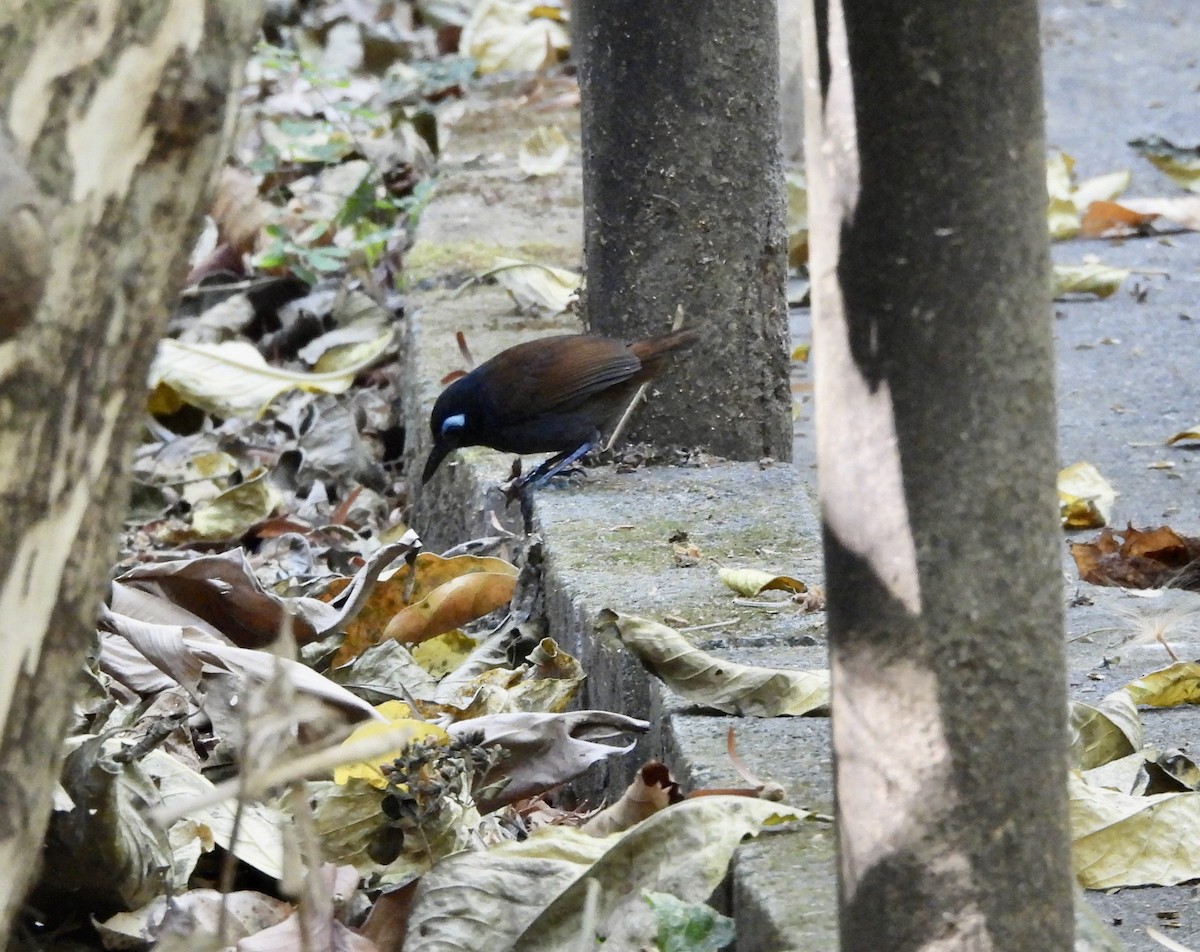 Chestnut-backed Antbird - Susan Thome-Barrett