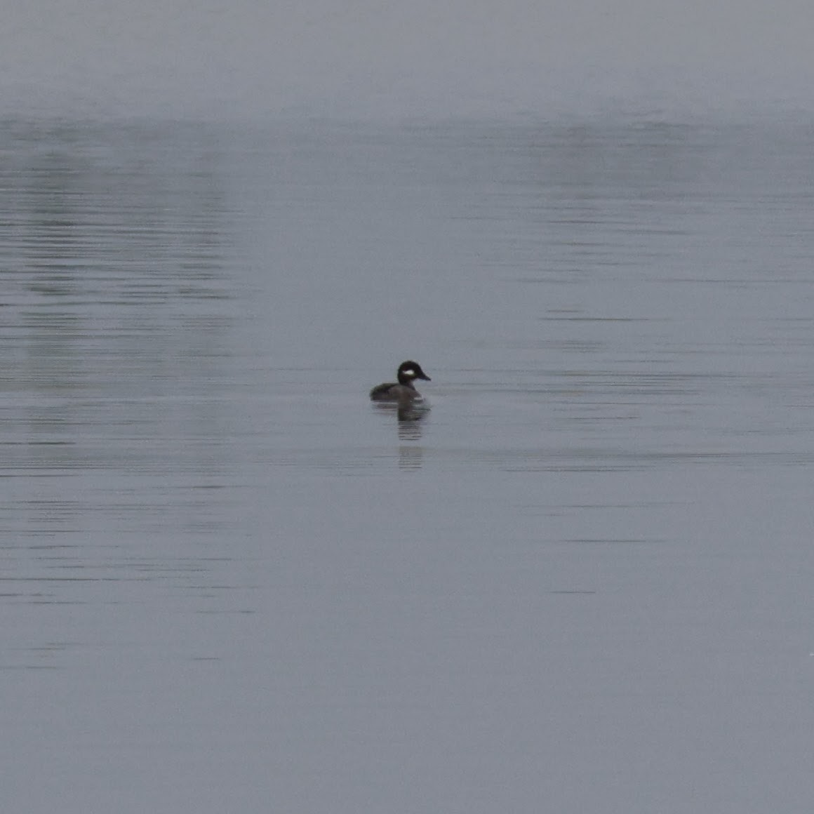 Bufflehead - Wes Hatch