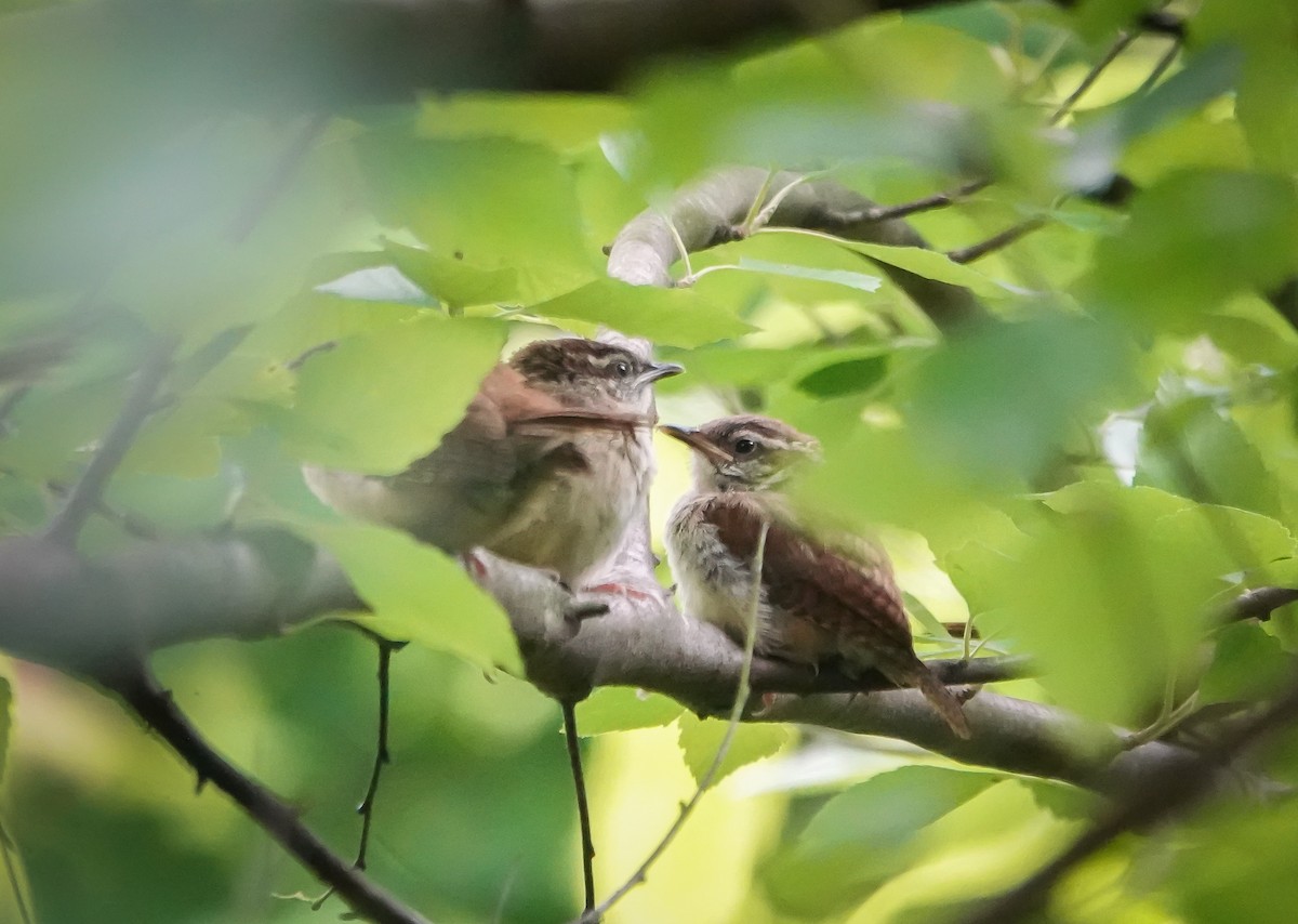 Carolina Wren - Dave Hart