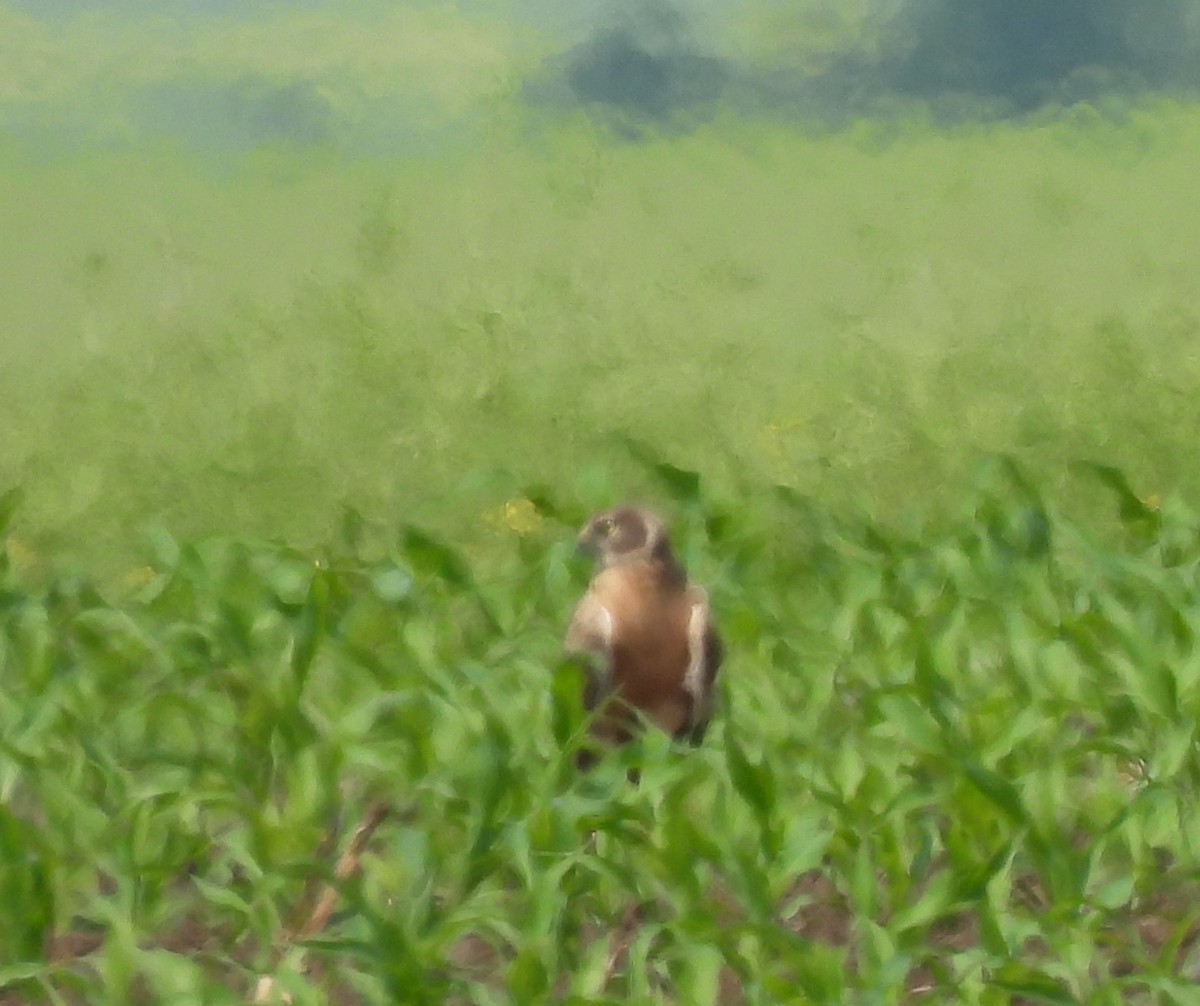 Pallid Harrier - Mike Vlasatý