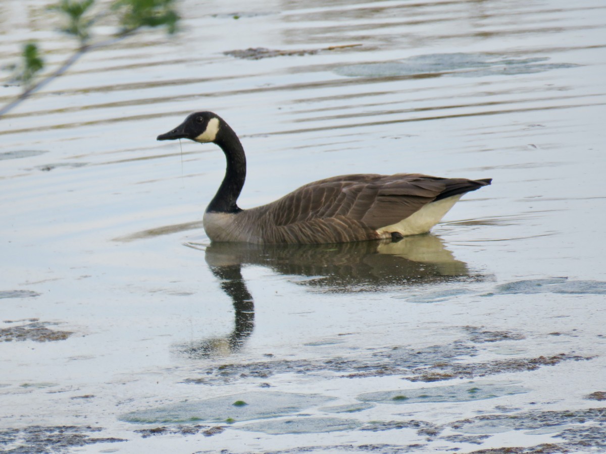 Canada Goose - Jean Spaans