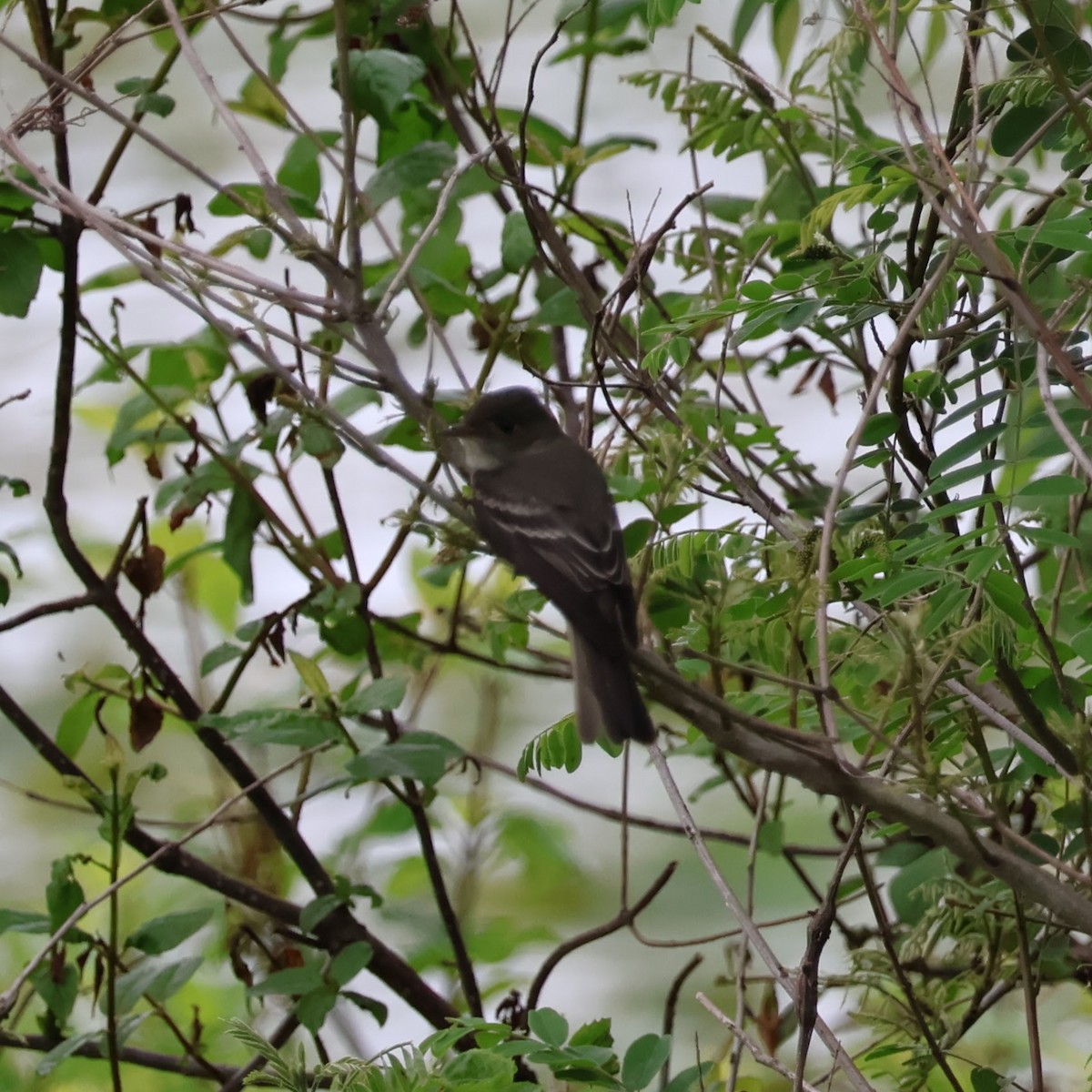 Eastern Wood-Pewee - Wes Hatch