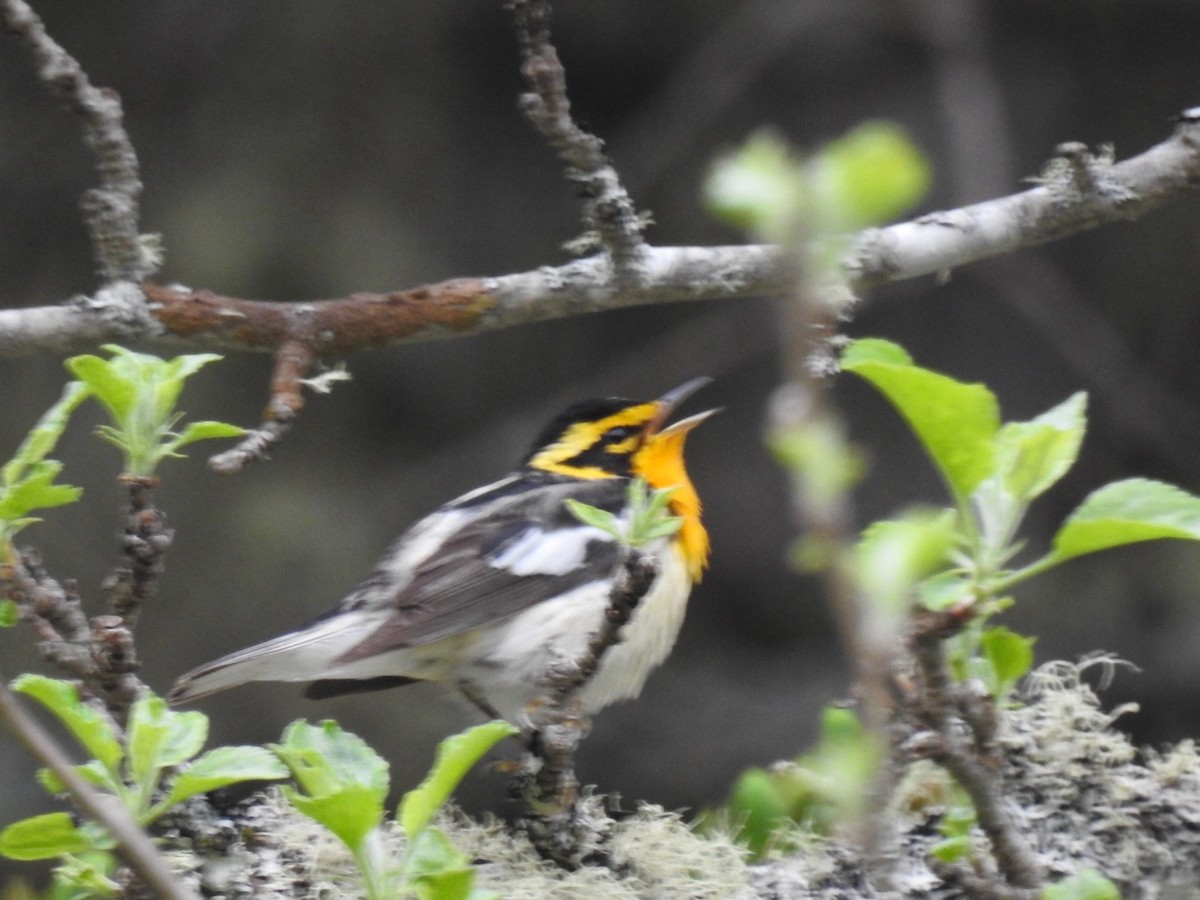 Blackburnian Warbler - Fred MacKenzie