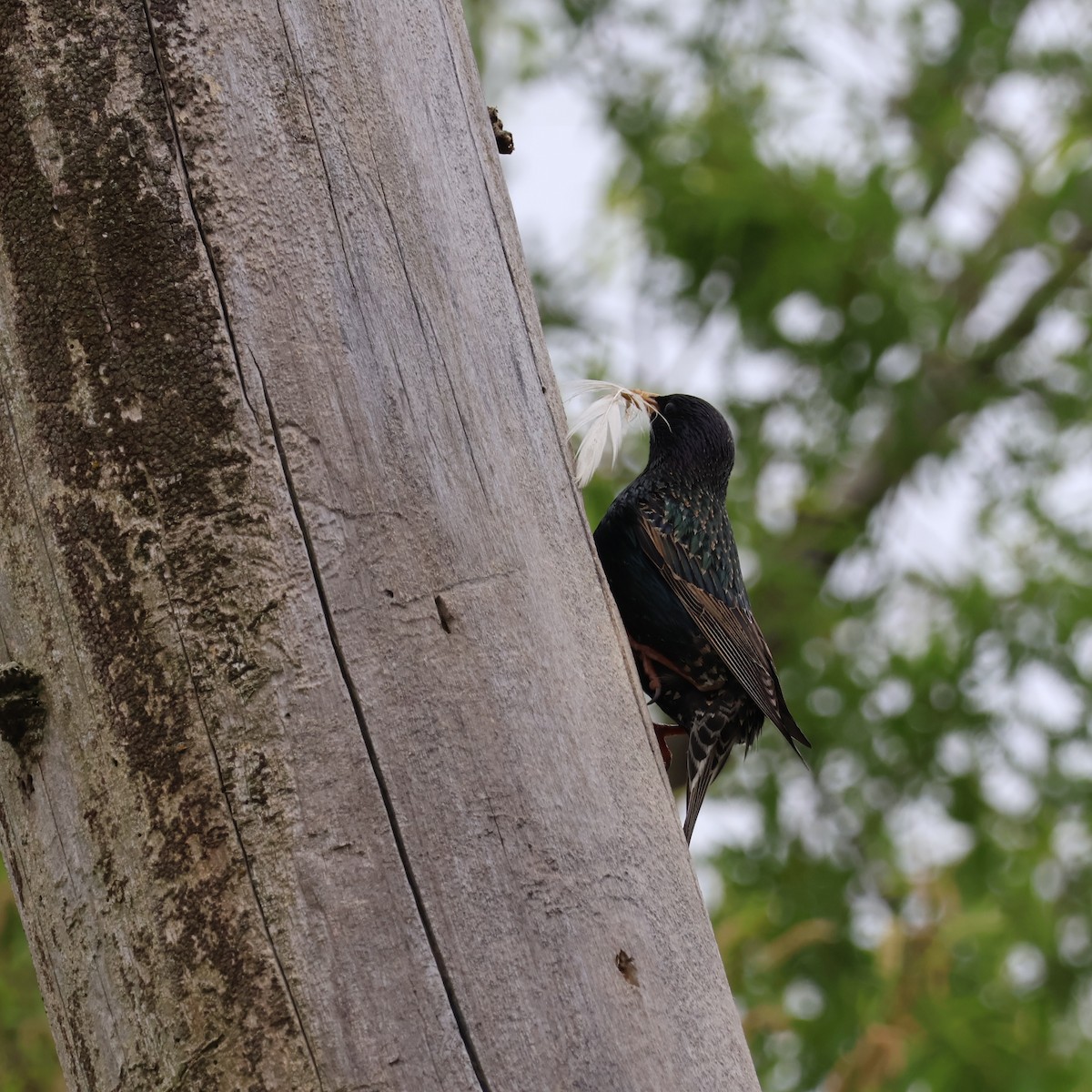 European Starling - ML619569417