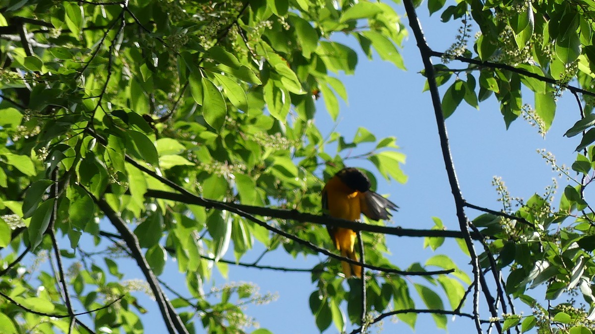 Baltimore Oriole - Daniel Islam