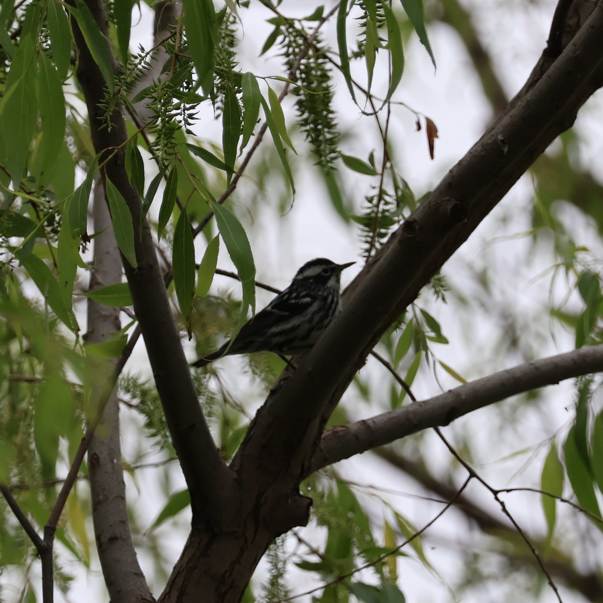 Black-and-white Warbler - Wes Hatch