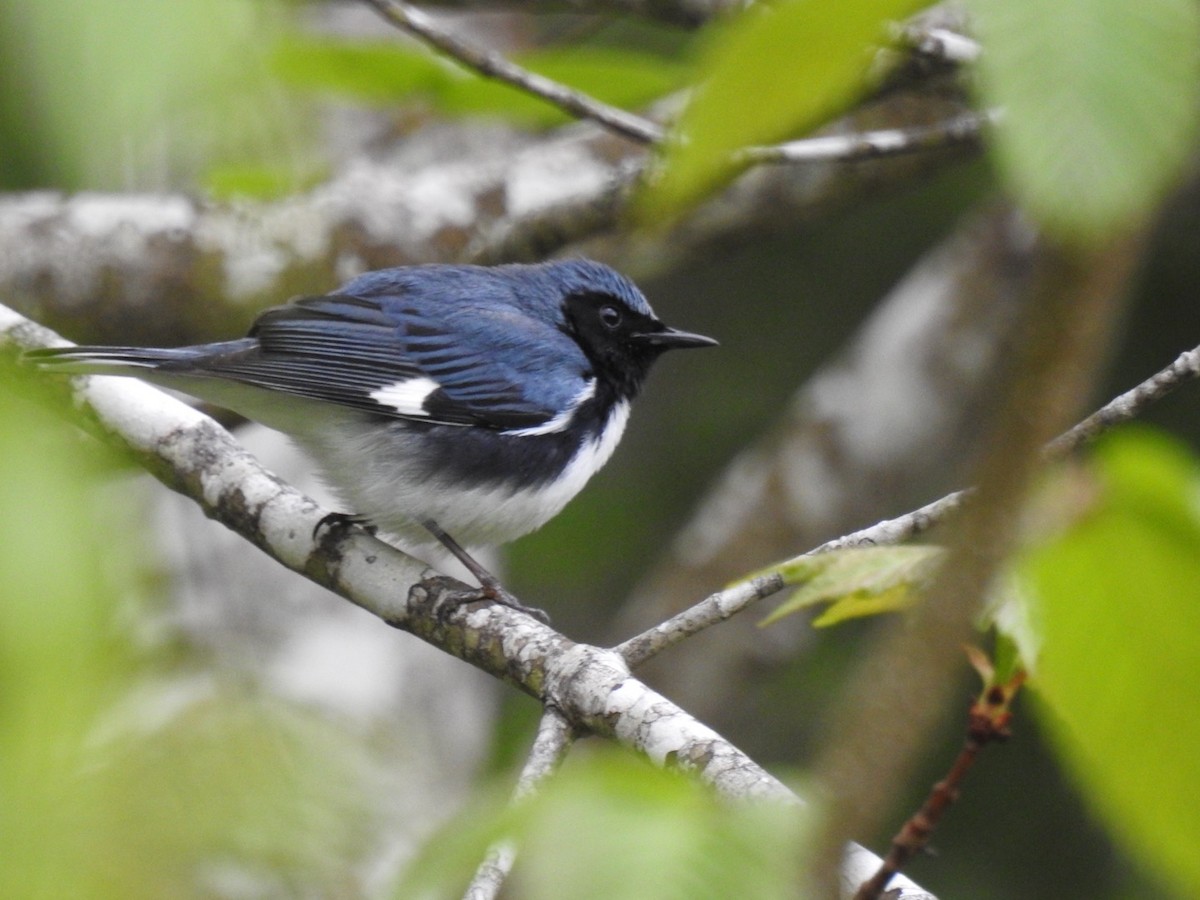 Black-throated Blue Warbler - Fred MacKenzie