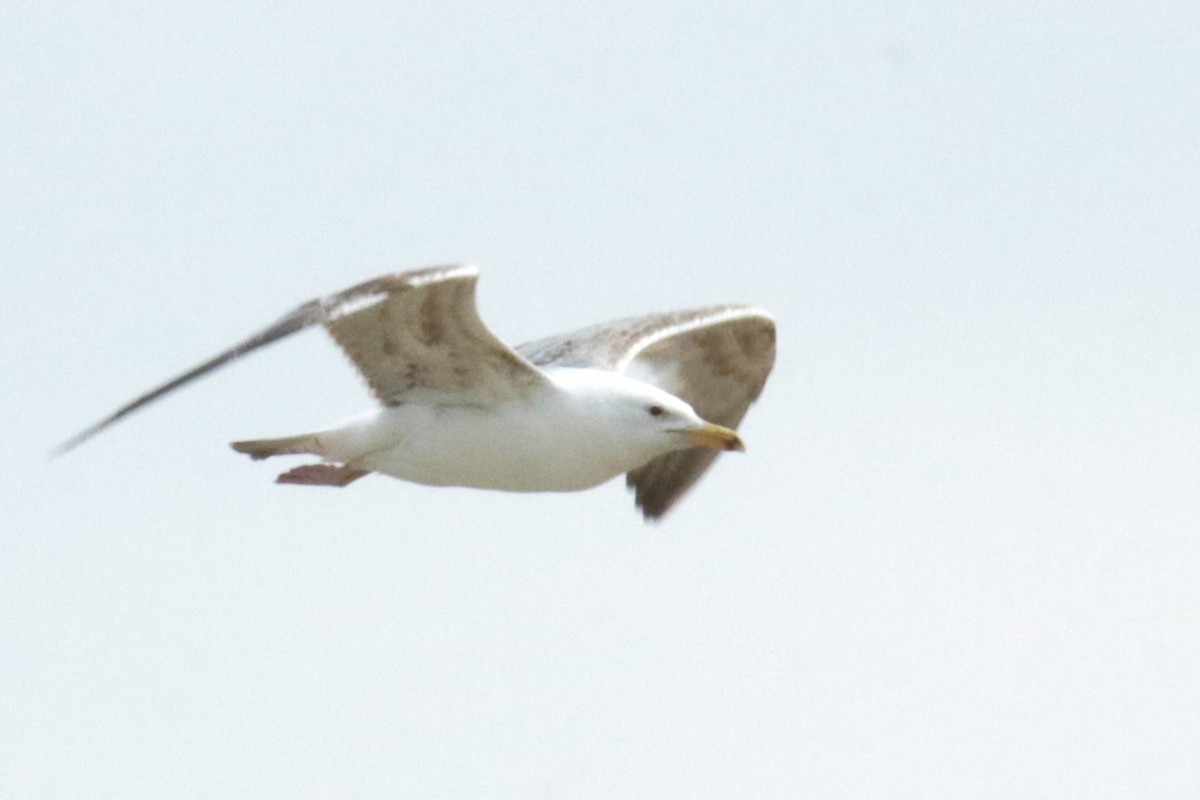 Caspian Gull - ML619569427