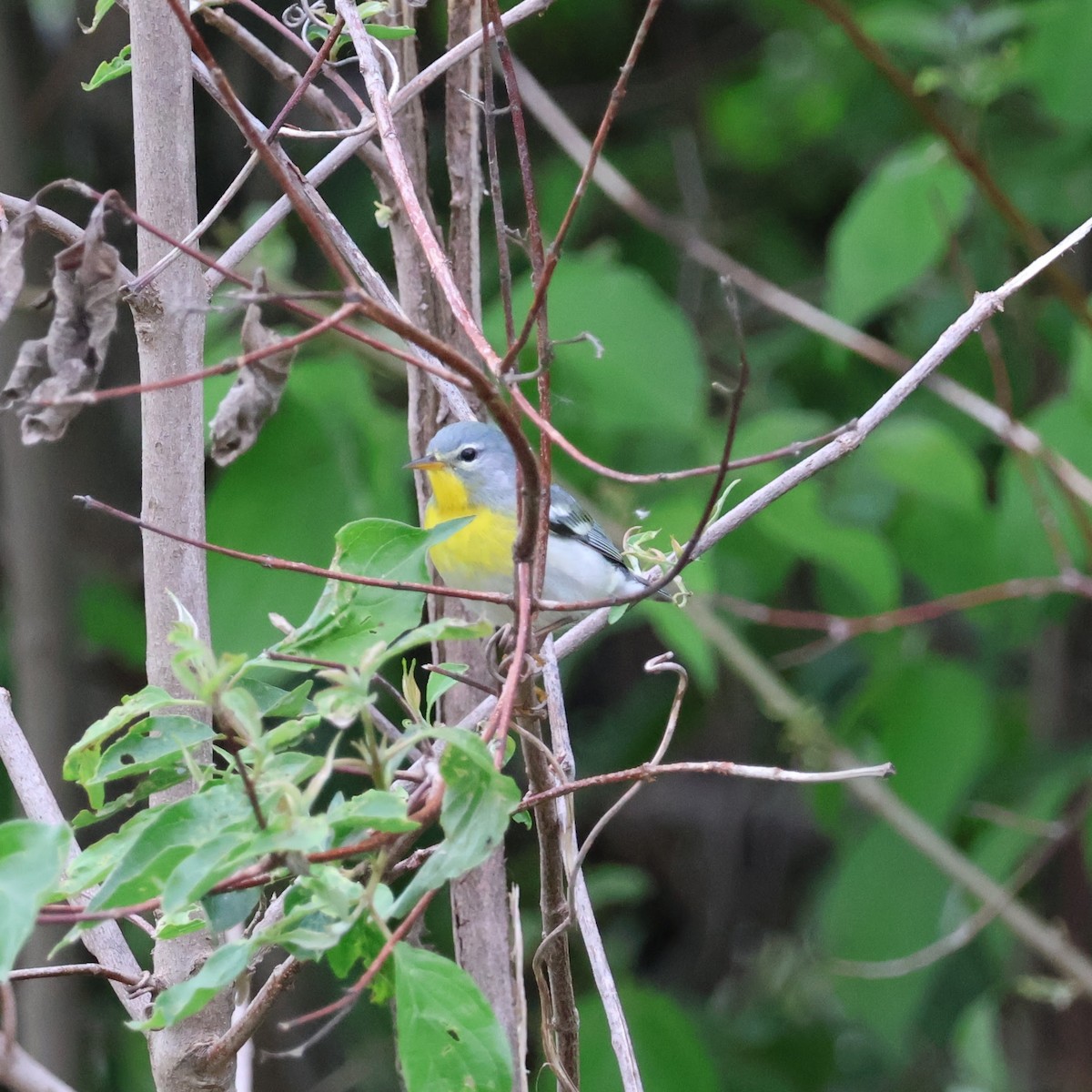 Northern Parula - Wes Hatch