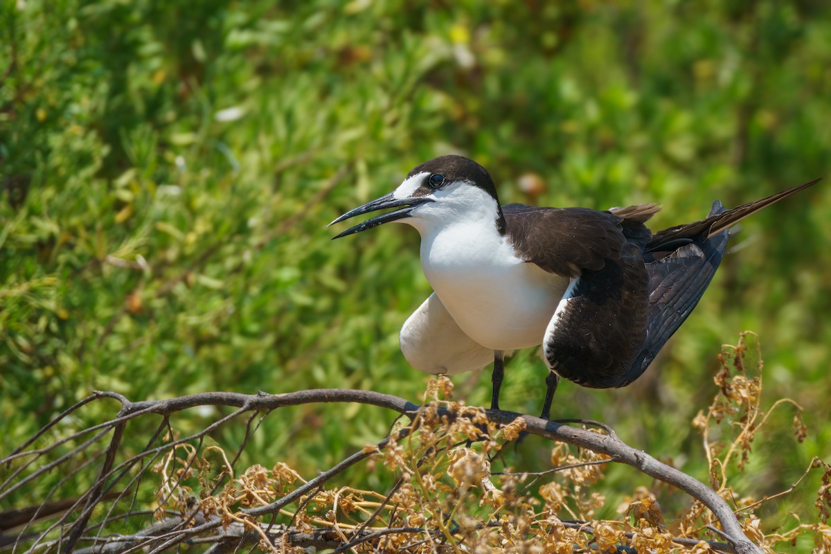 Sooty Tern - Robert Stone