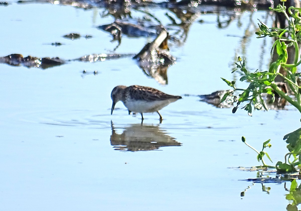 Least Sandpiper - Laure Wilson Neish