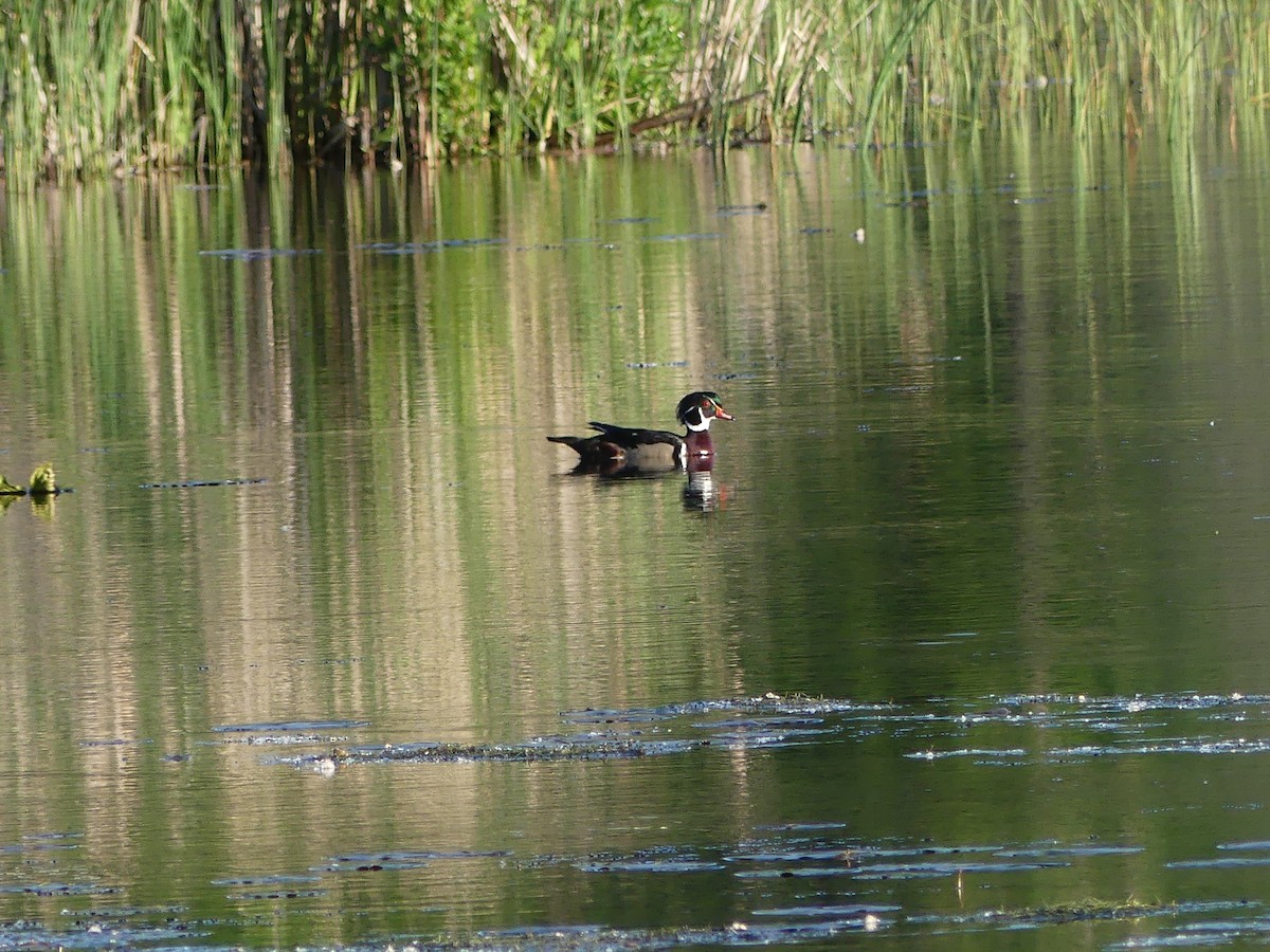 Wood Duck - Chad Hansen