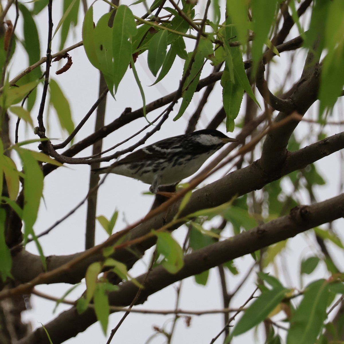 Blackpoll Warbler - Wes Hatch