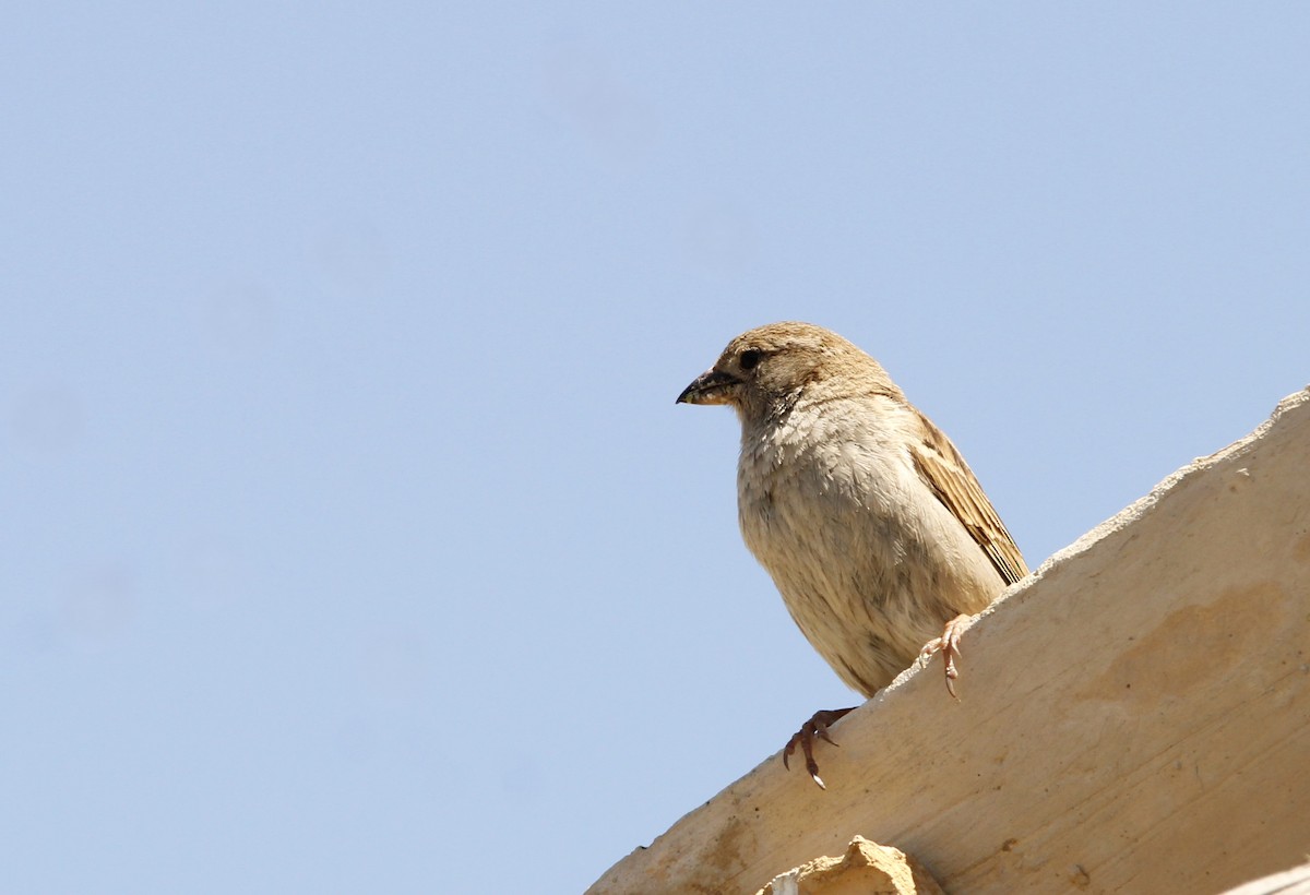 Spanish Sparrow - ML619569439