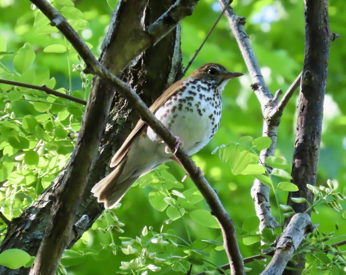 Wood Thrush - Maureen  Brodoff