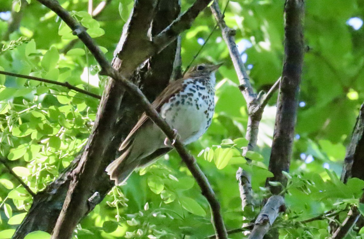 Wood Thrush - Maureen  Brodoff