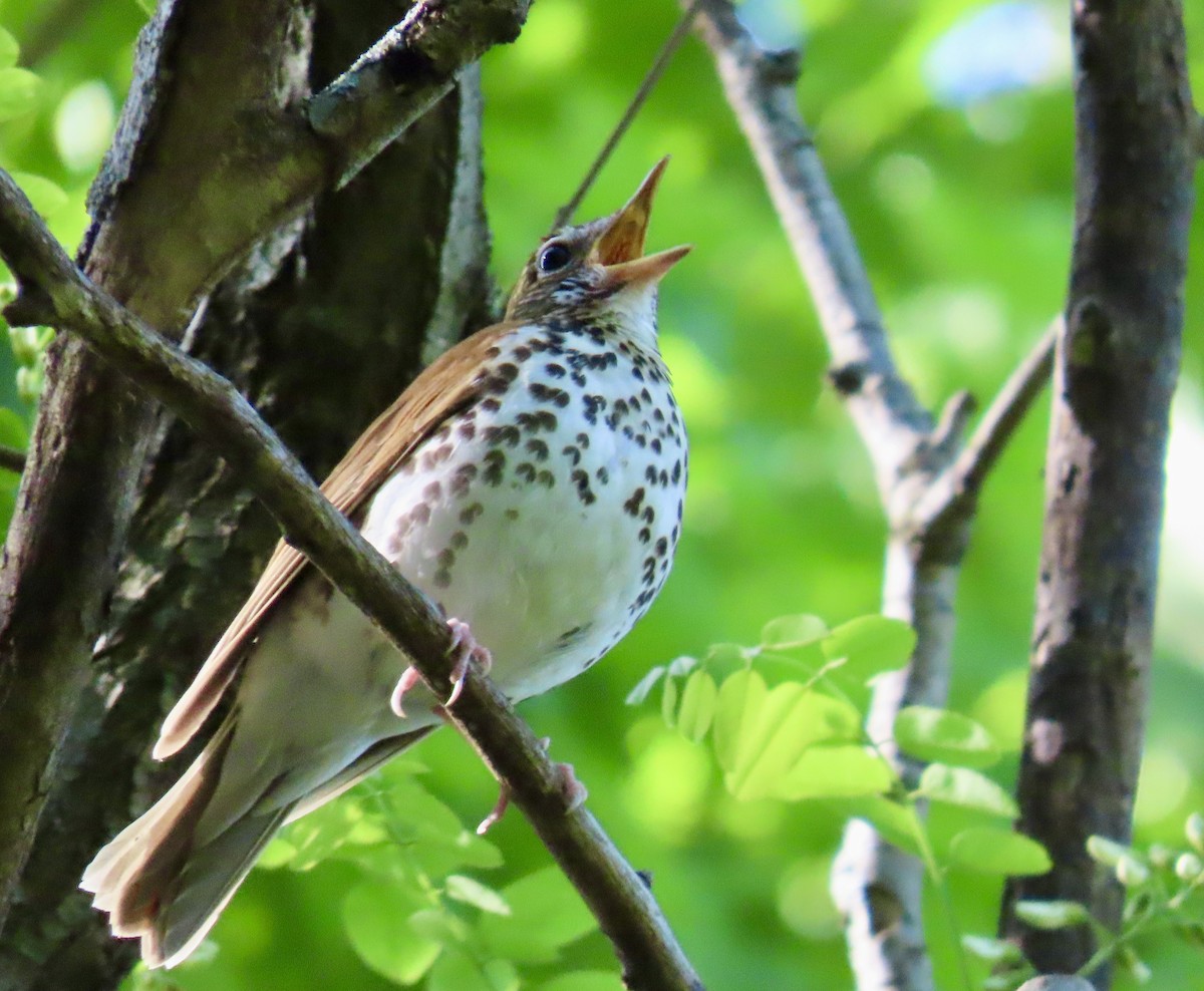 Wood Thrush - Maureen  Brodoff