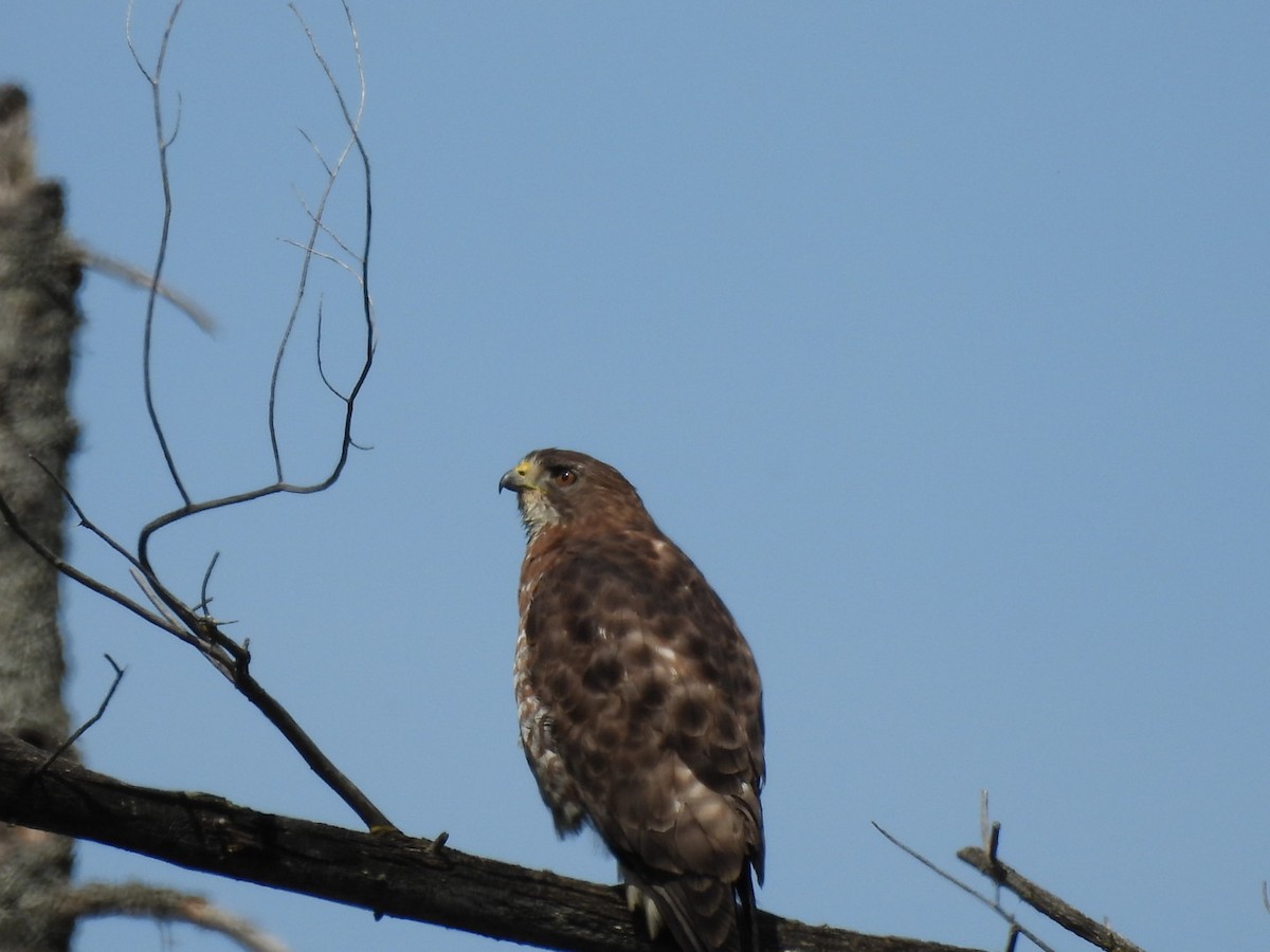 Broad-winged Hawk - Annik Paquet