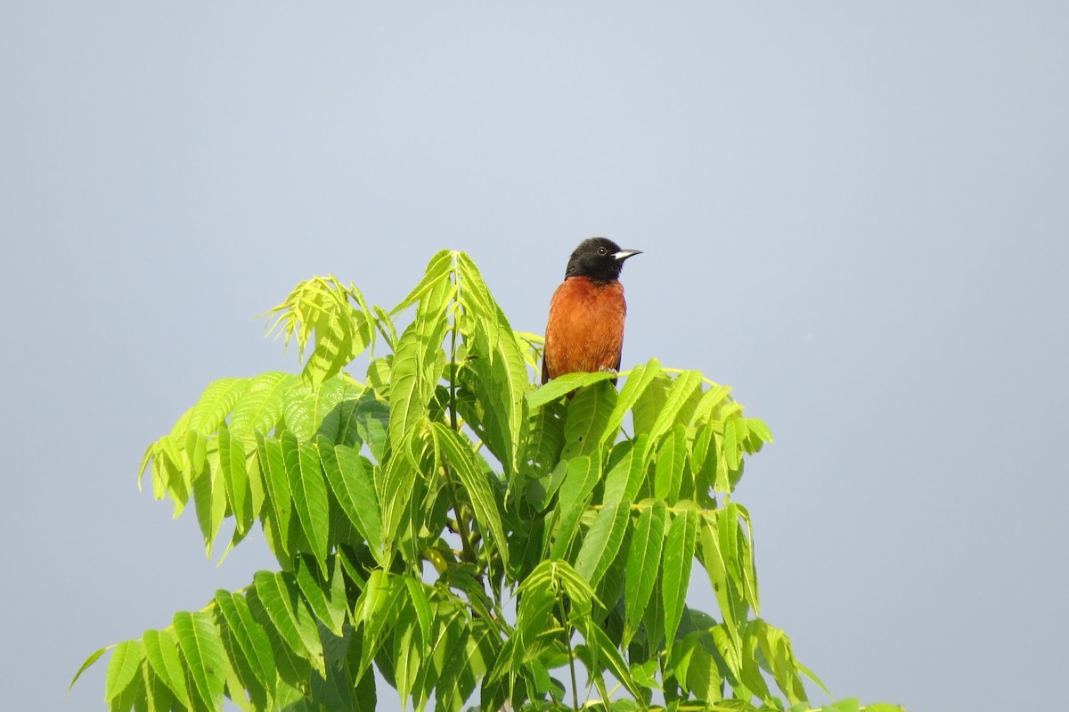 Orchard Oriole - ML619569453