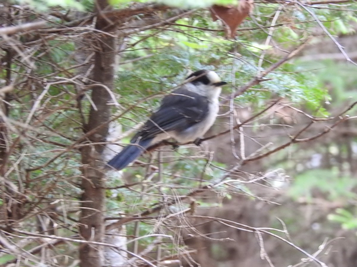 Canada Jay - Fred MacKenzie