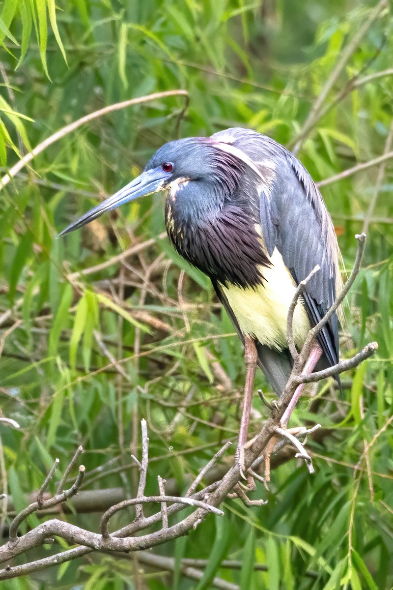 Tricolored Heron - Pete Followill