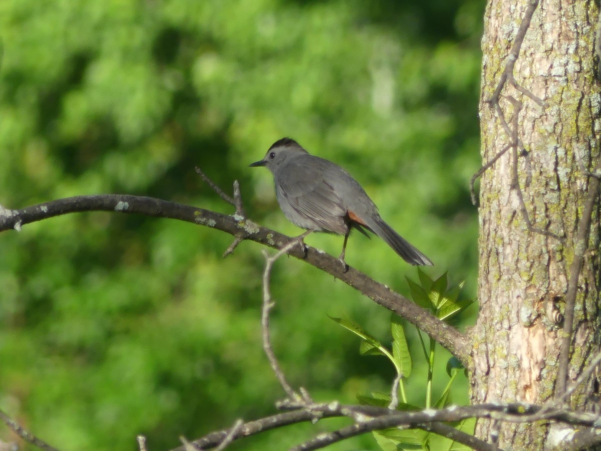 Gray Catbird - Chad Hansen