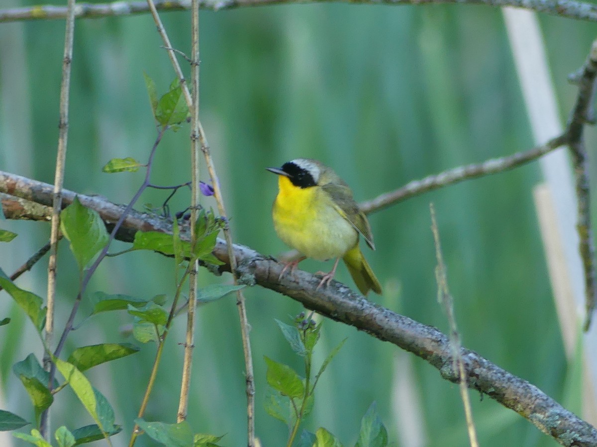 Common Yellowthroat - Chad Hansen