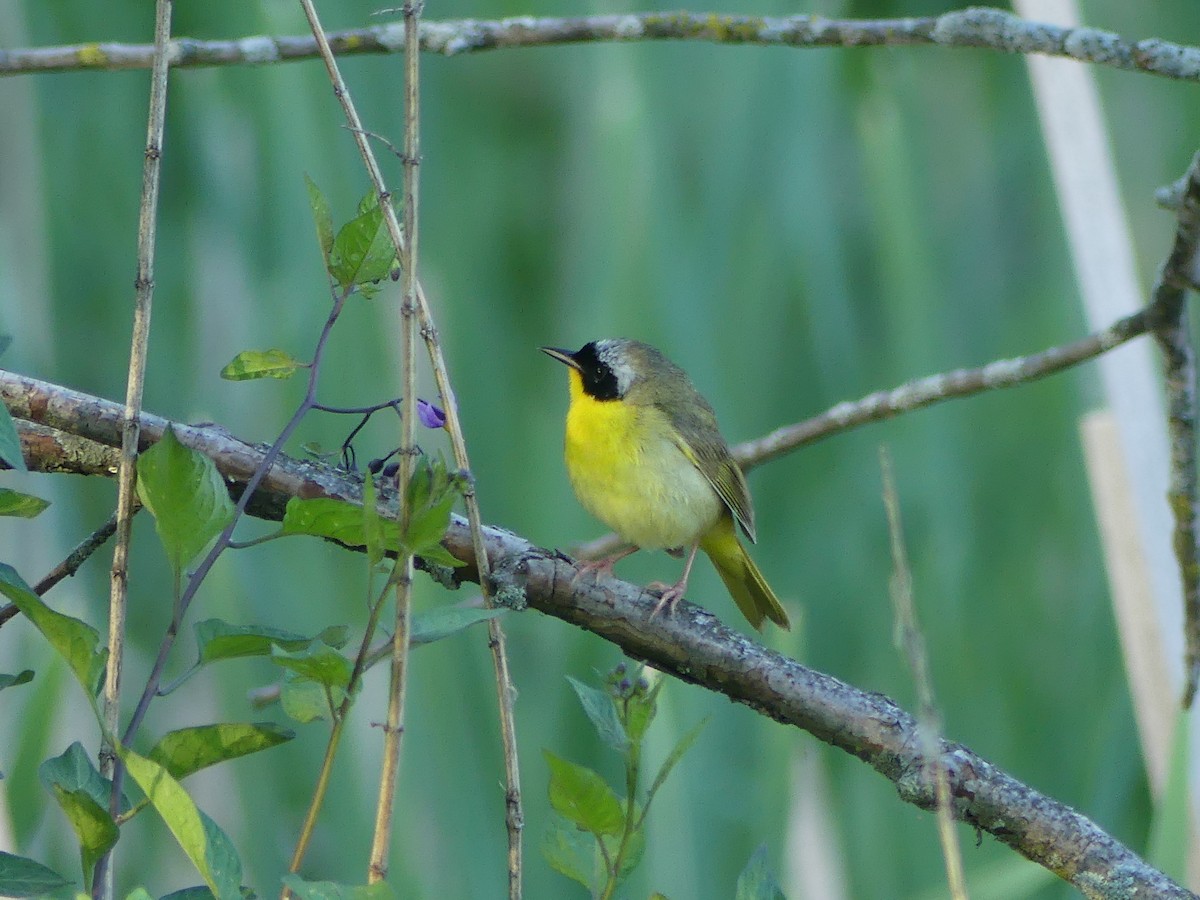 Common Yellowthroat - Chad Hansen