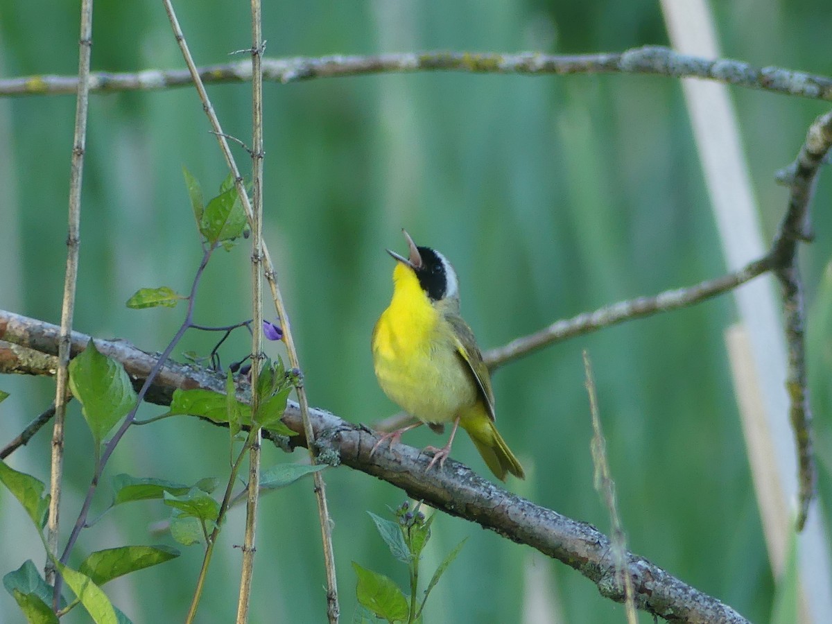 Common Yellowthroat - Chad Hansen