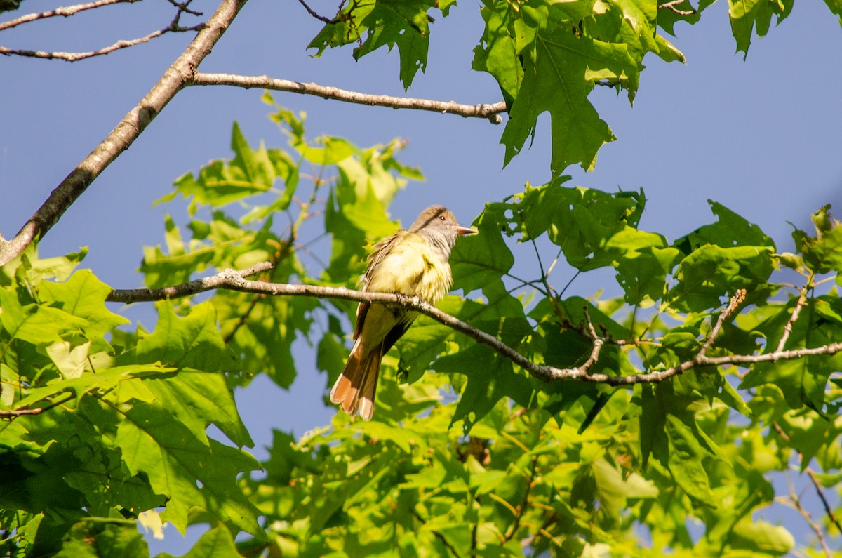 Great Crested Flycatcher - Alison Robey