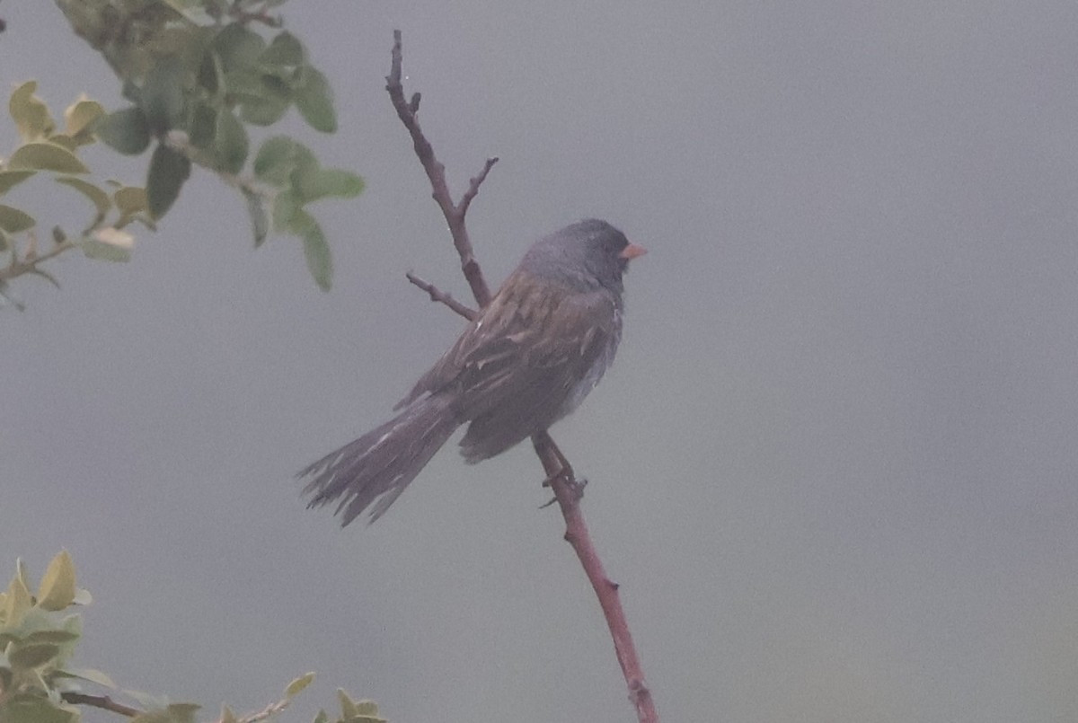 Black-chinned Sparrow - Elias McKown